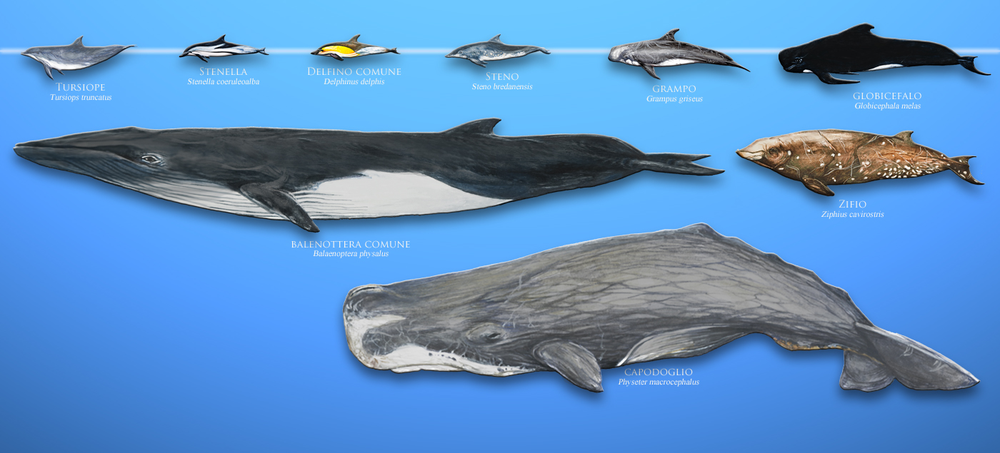 Cetaceans of the Mediterranean Sea